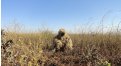 Маскировочный халат Taganrog Друид – купить по цене 3500 руб. в интернет-магазине в городе Уфа картинка 17